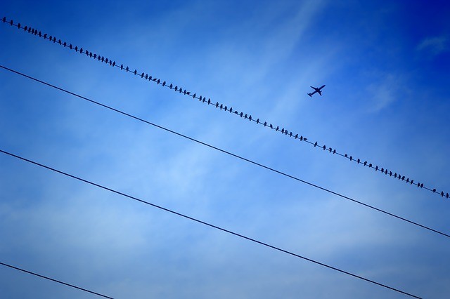 Vögel auf einer Stromleitung