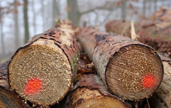 Holz - Energieträger für Pellets